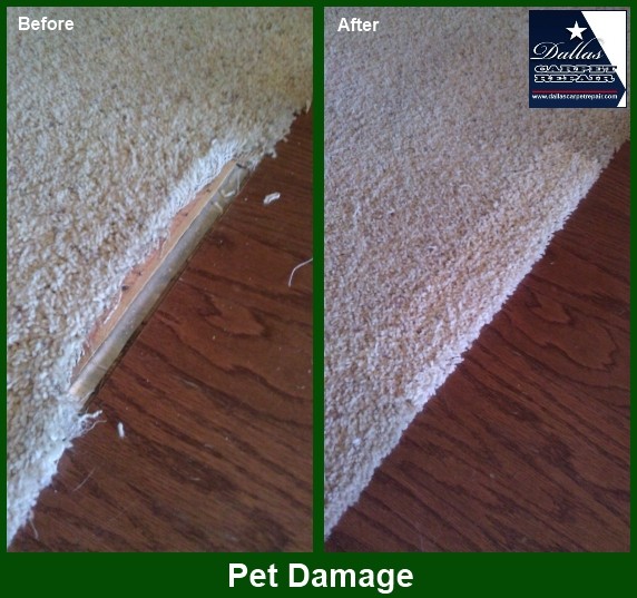 Pet Damage Carpet Repair 